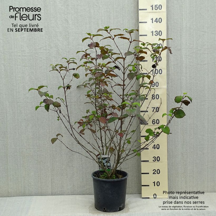 Spécimen de Viorne - Viburnum plicatum Popcorn Pot de 12L/15L tel que livré en été