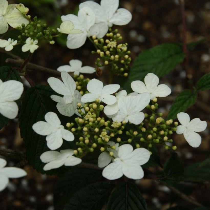 Viorne - Viburnum plicatum Watanabe (Floraison)