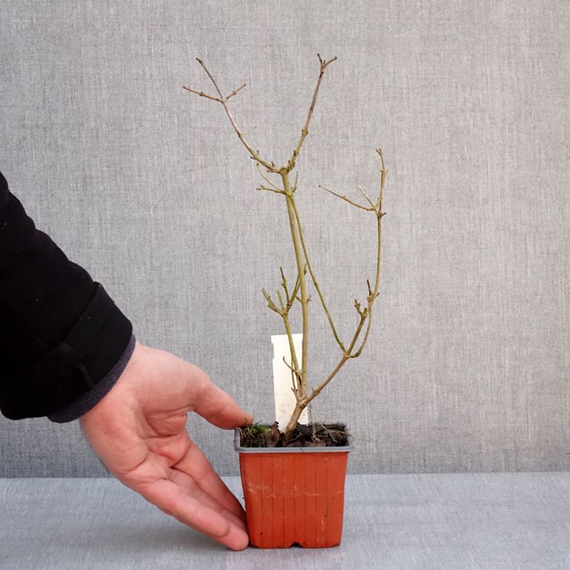 Spécimen de Viorne - Viburnum plicatum Watanabe Godet de 8/9 cm tel que livré en hiver