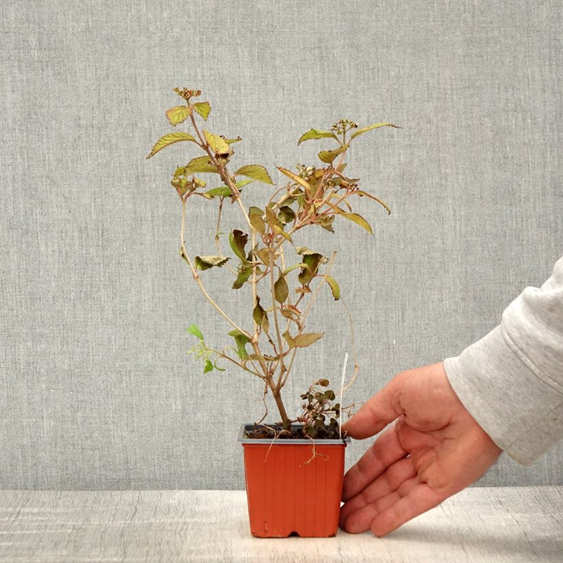 Spécimen de Viorne - Viburnum plicatum Watanabe - Godet de 8/9 cm tel que livré au printemps
