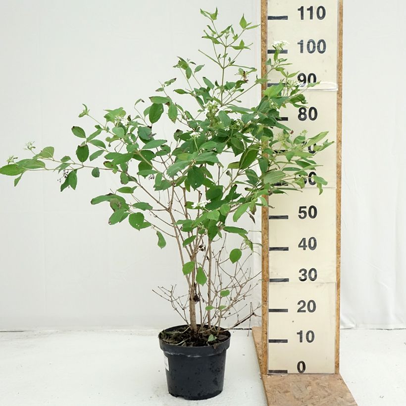 Spécimen de Viorne - Viburnum plicatum Watanabe Pot de 3L/4L tel que livré en été
