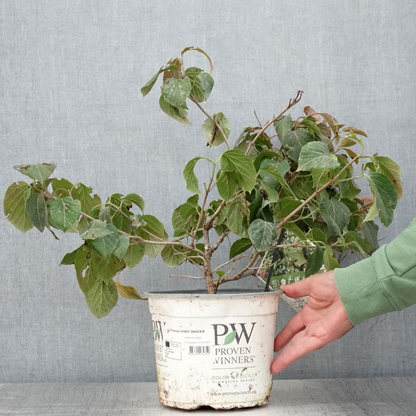 Spécimen de Viorne - Viburnum Shiny Dancer Pot de 3L/4L tel que livré en été