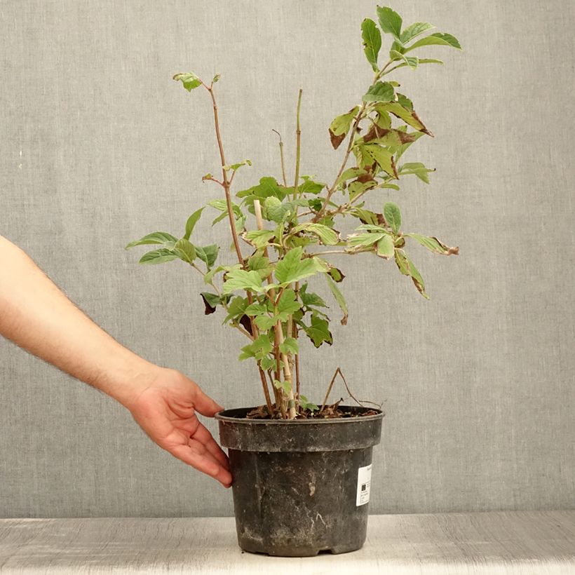 Spécimen de Viorne - Viburnum sieboldii Seneca Pot de 4L/5L tel que livré en été