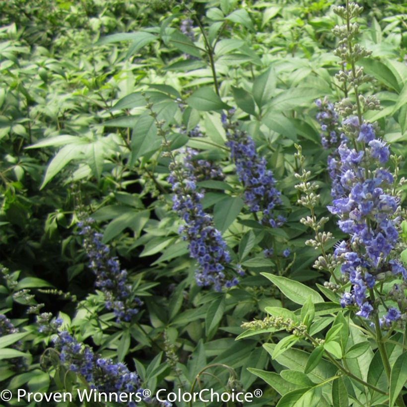 Vitex agnus-castus Blue Didley® - Gattilier (Floraison)