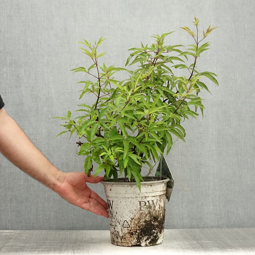 Spécimen de Vitex agnus-castus Blue Didley® - Gattilier Pot de 3L/4L tel que livré en été
