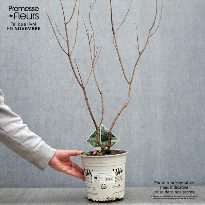 Spécimen de Vitex agnus-castus Blue Didley® - Gattilier Pot de 3L/4L tel que livré en automne
