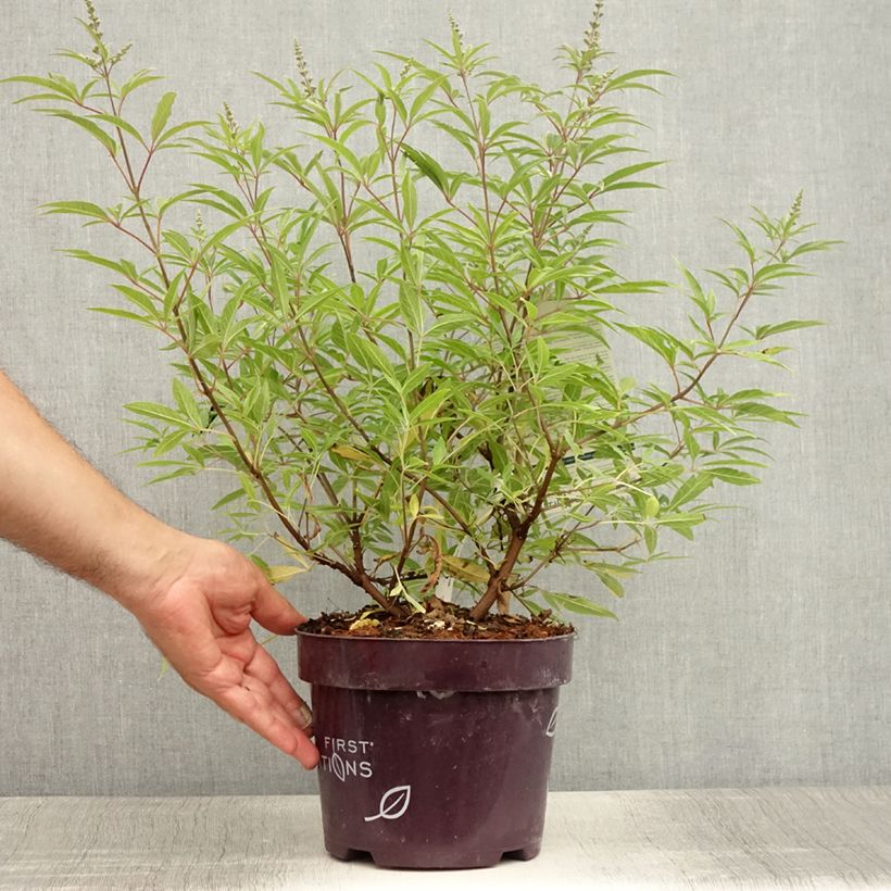 Spécimen de Vitex agnus-castus Blue Puffball - Gattilier Pot de 3L/4L tel que livré en été