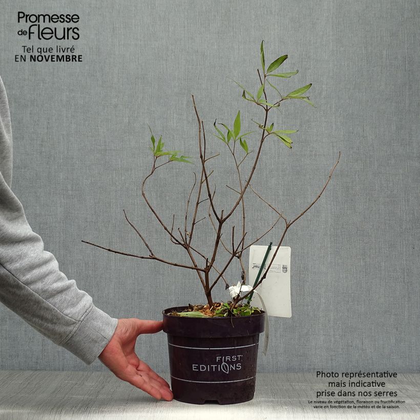 Spécimen de Vitex agnus-castus Delta Blues - Gattilier Pot de 3L/4L tel que livré en automne