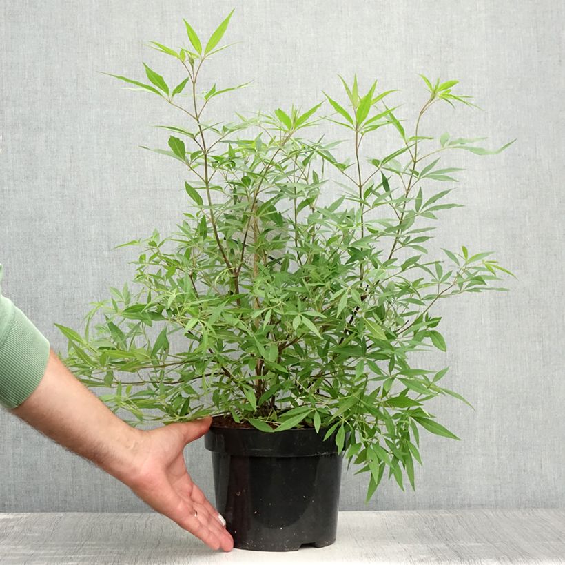 Spécimen de Vitex agnus-castus Delta Blues - Gattilier Pot de 3L/4L tel que livré en été