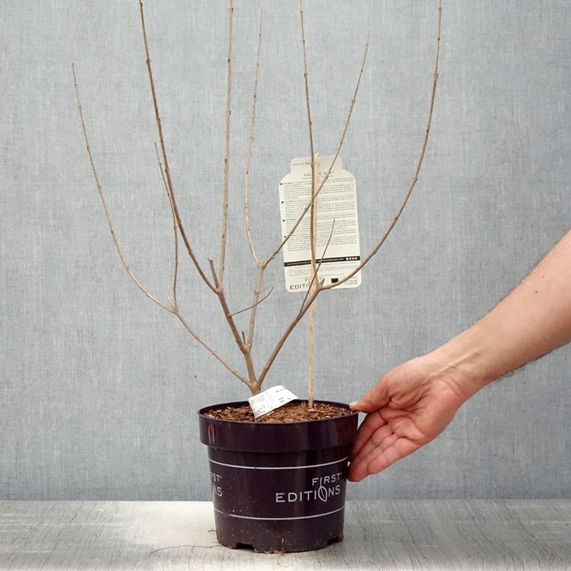 Spécimen de Vitex agnus-castus Galactic Pink - Gattilier Pot de 3L/4L tel que livré au printemps