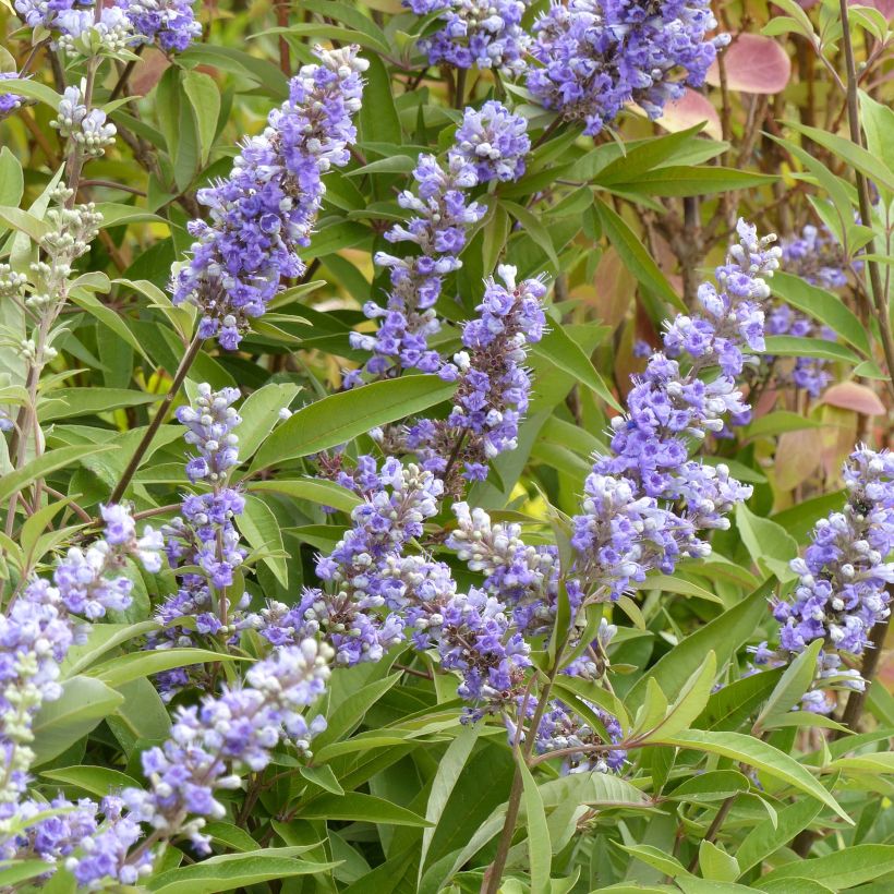 Vitex agnus castus Latifolia - Gattilier (Floraison)