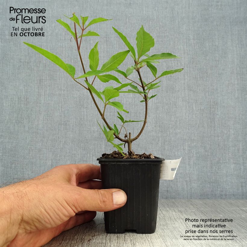 Spécimen de Vitex agnus castus Latifolia - Gattilier Godet de 8/9 cm tel que livré en automne