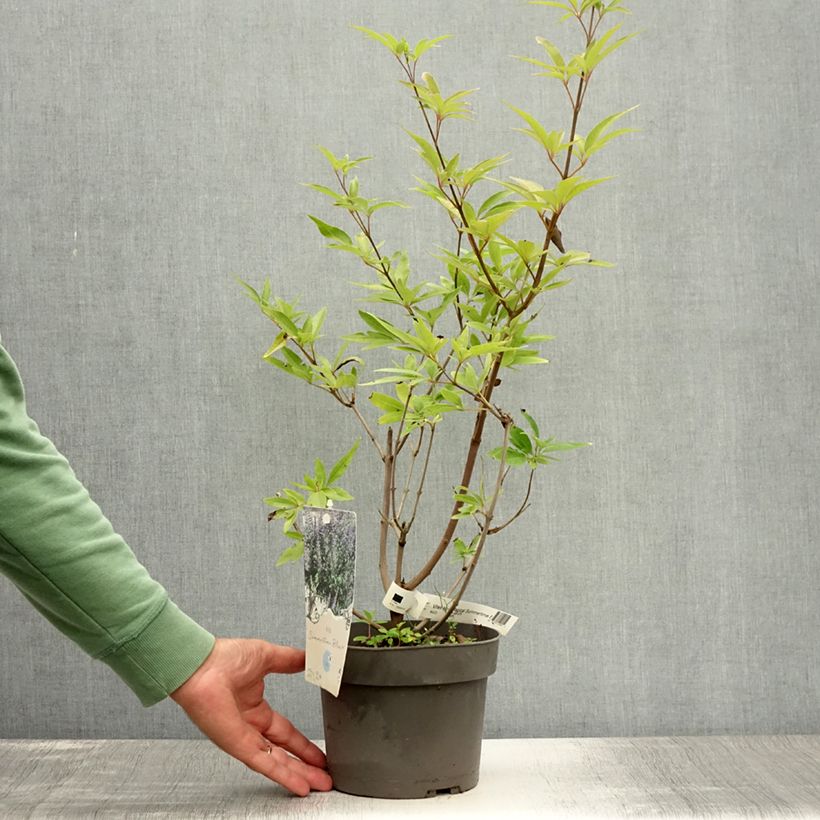 Spécimen de Vitex agnus-castus Magical Summertime Blues - Gattilier Pot de 2L/3L tel que livré en été