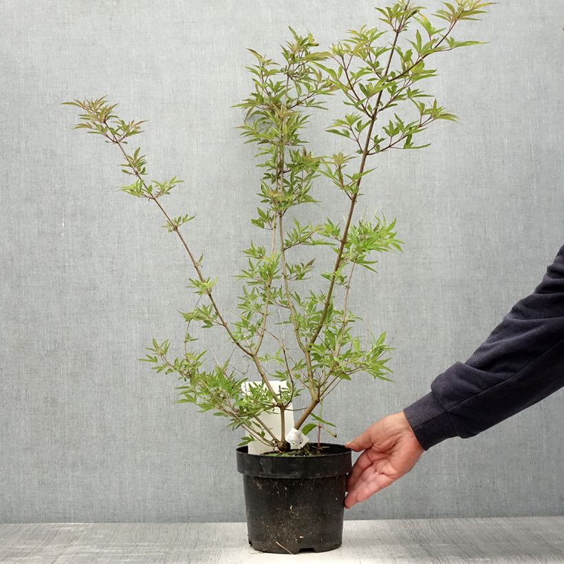 Spécimen de Vitex agnus-castus Pink Pinnacle Pot de 3L/4L tel que livré en été