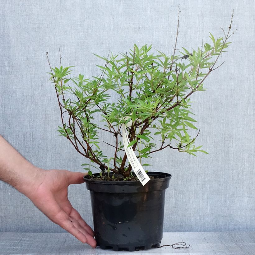 Spécimen de Vitex agnus-castus Santamaria - Gattilier Pot de 3L/4L tel que livré en été