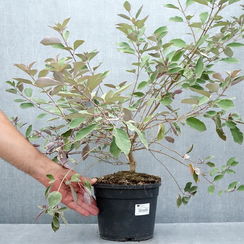 Spécimen de Vitex trifolia Purpurea - Lilas d'Arabie Pot de 3L/4L tel que livré en été