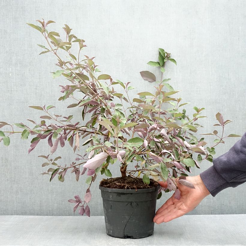 Spécimen de Vitex trifolia Purpurea - Lilas d'Arabie Pot de 3L/4L tel que livré au printemps