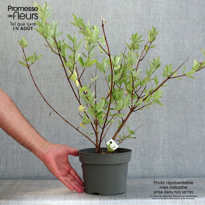 Spécimen de Vitex x agnus-castus Chicagoland Blues - Gattilier Pot de 3L/4L tel que livré en été