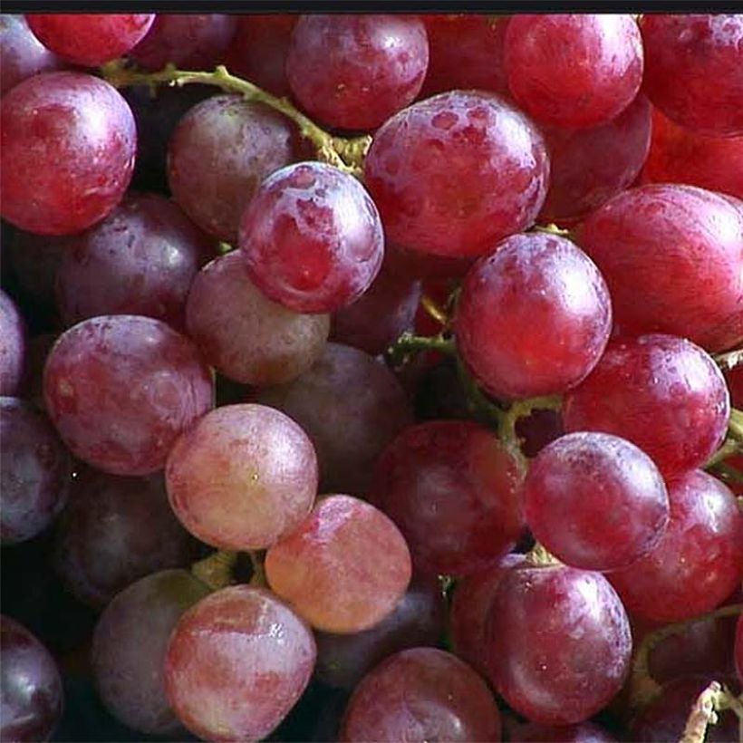 Vigne de table Crimson Seedless - Vitis vinifera - Variété tardive