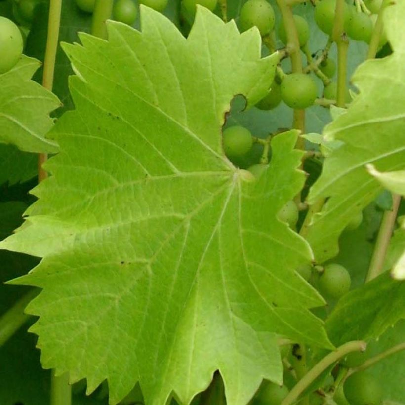 Vigne Fragola Bianca - Vitis vinifera (Feuillage)