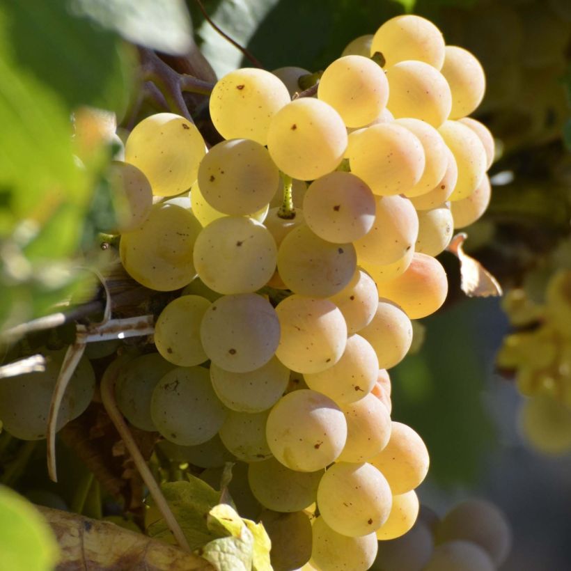 Vigne Fragola Bianca - Vitis vinifera (Récolte)