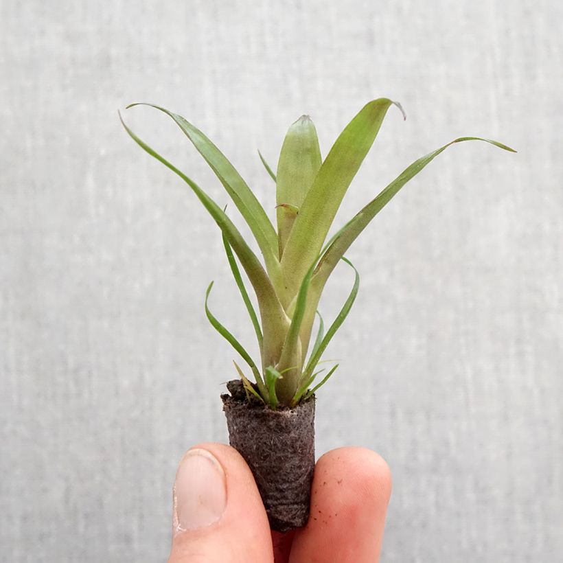 Spécimen de Vriesea Christiane - Motte 5 cm x 7 cm tel que livré au printemps