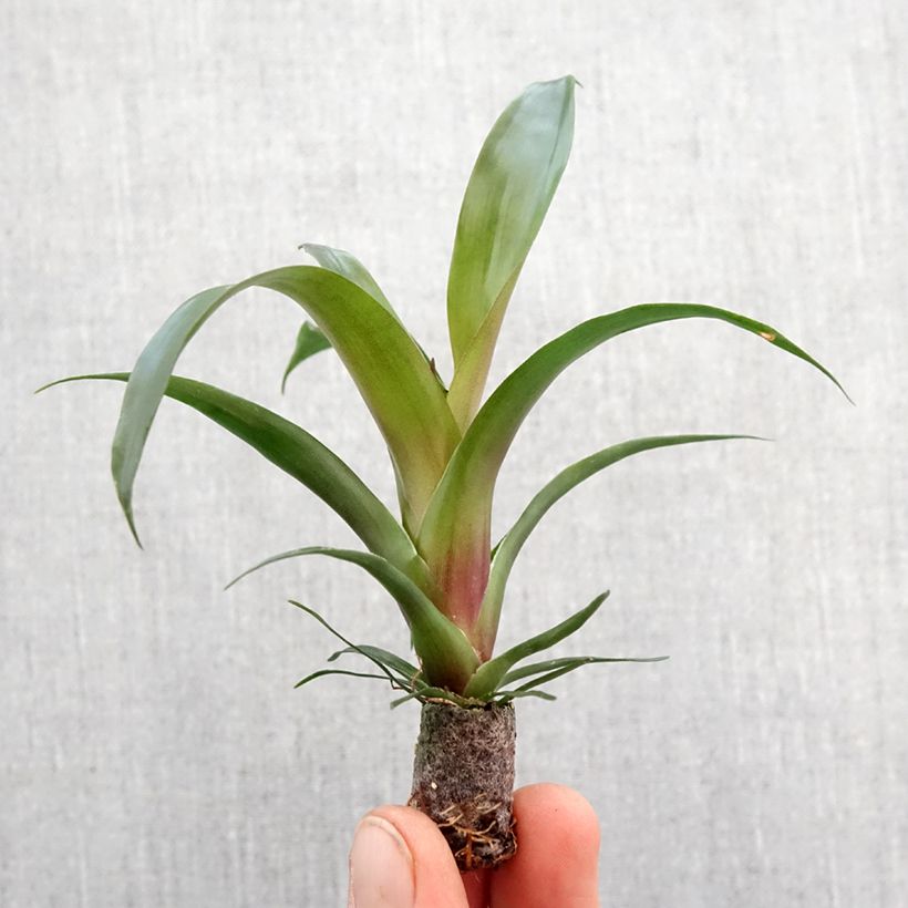 Spécimen de Vriesea Ida - Motte 5 cm x 7 cm tel que livré au printemps