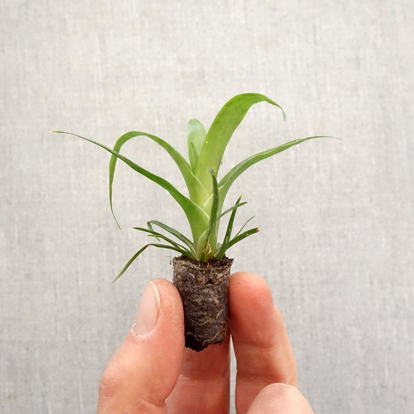 Spécimen de Vriesea Kallisto - Motte 5 cm x 7 cm tel que livré au printemps