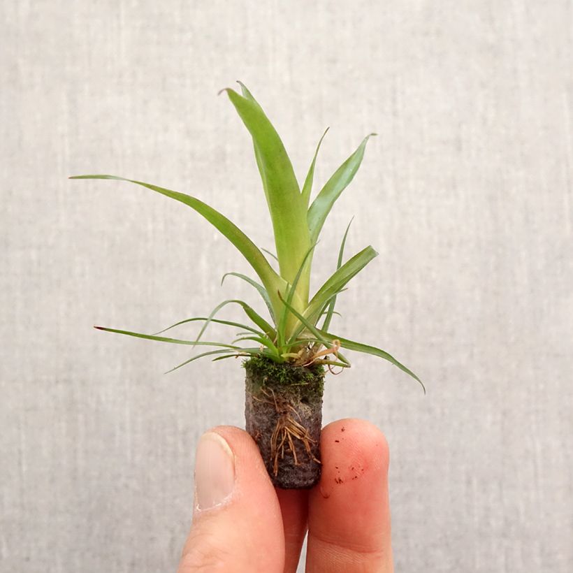 Spécimen de Vriesea Madonna - Mini-motte Ø 3/4 cm tel que livré au printemps