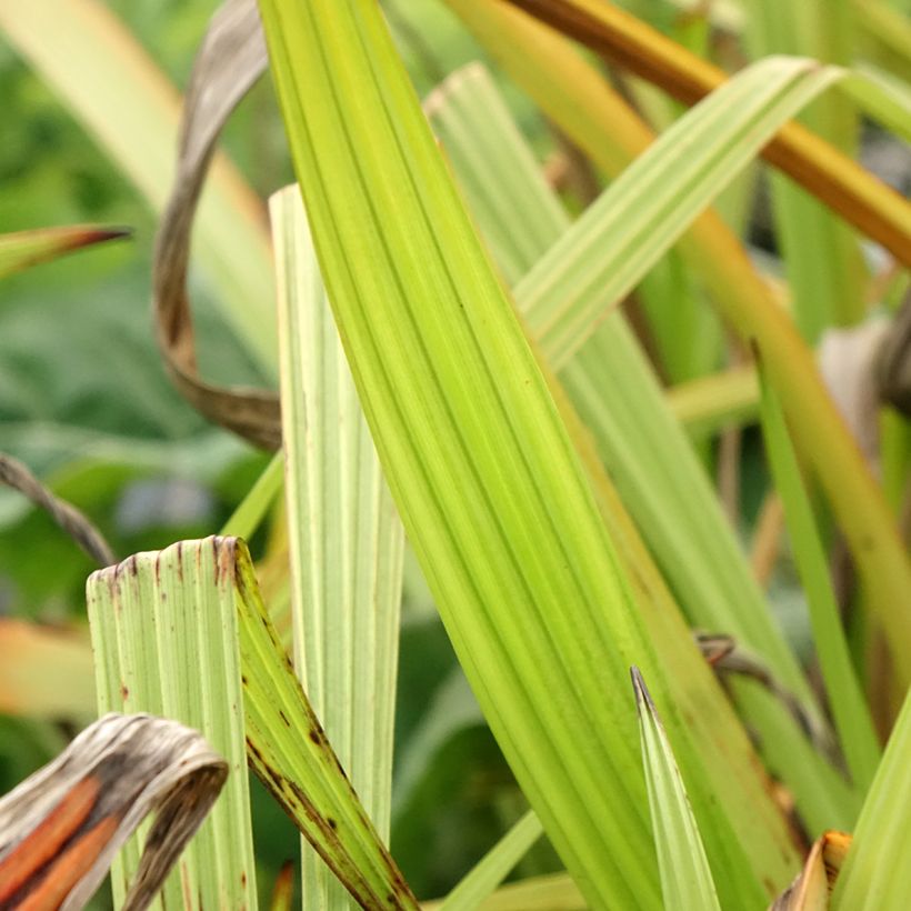 Wachendorfia thyrsiflora - Wachendorfie à thyrses (Feuillage)