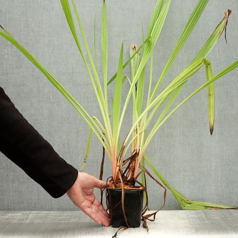Spécimen de Wachendorfia thyrsiflora - Wachendorfie à thyrses Pot de 10 cm/11cm tel que livré en automne