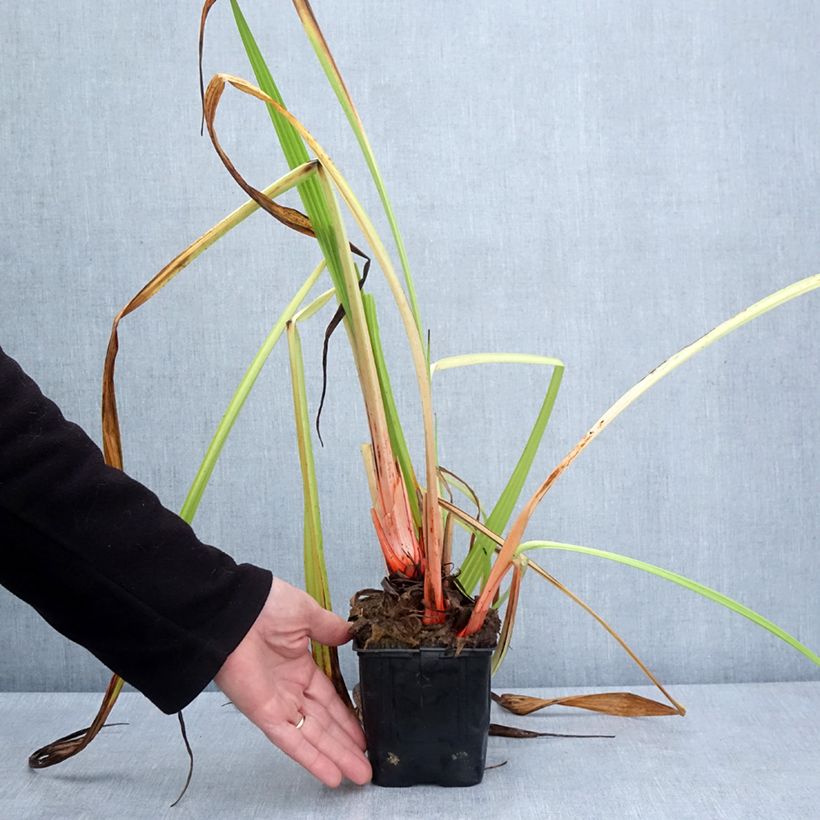 Spécimen de Wachendorfia thyrsiflora - Wachendorfie à thyrses - Pot de 10 cm/11cm tel que livré au printemps