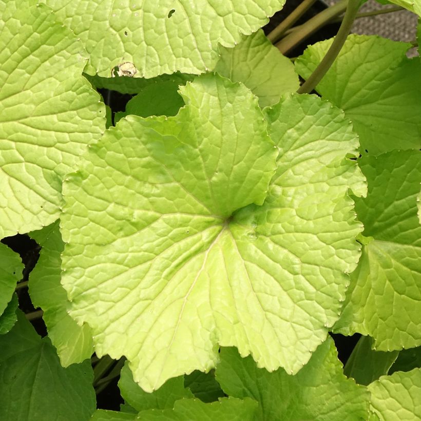 Wasabi japonais - Eutrema japonicum (Feuillage)