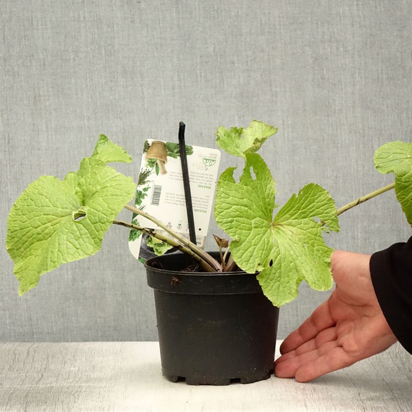 Spécimen de Wasabi japonais - Eutrema japonicum Pot de 1,5L/2L tel que livré en été