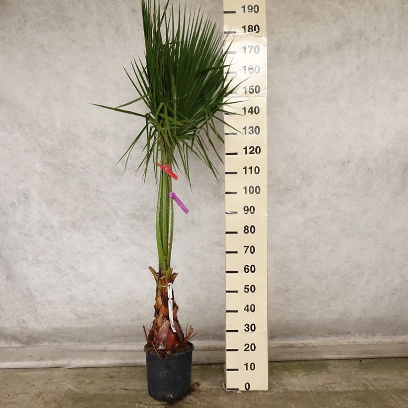 Spécimen de Washingtonia robusta - Palmier du Mexique Pot de 7,5L/10L tel que livré en automne