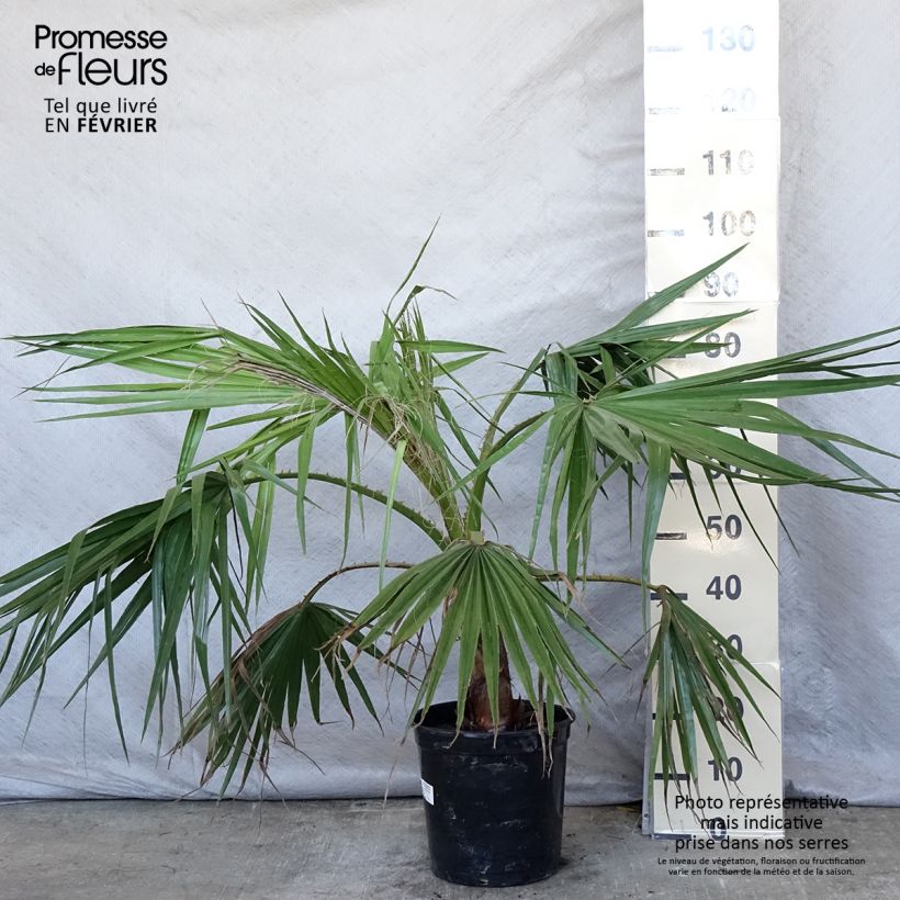 Spécimen de Washingtonia robusta - Palmier du Mexique tel que livré en hiver