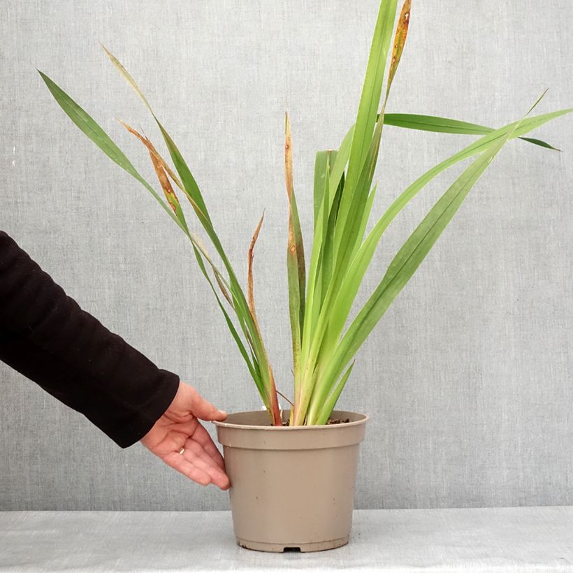 Spécimen de Watsonia borbonica - Watsonie de Bourbon - Pot de 4L/5L tel que livré en hiver