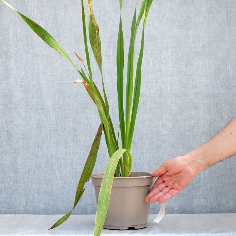 Spécimen de Watsonia borbonica - Watsonie de Bourbon - Pot de 4L/5L tel que livré au printemps
