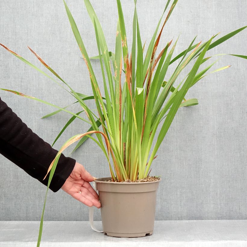 Spécimen de Watsonia gigantea - Watsonie - Pot de 4L/5L tel que livré au printemps