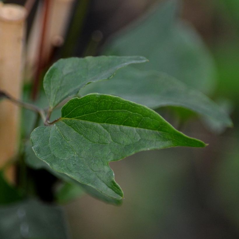 Wattakaka sinensis - Drégée de Chine (Feuillage)