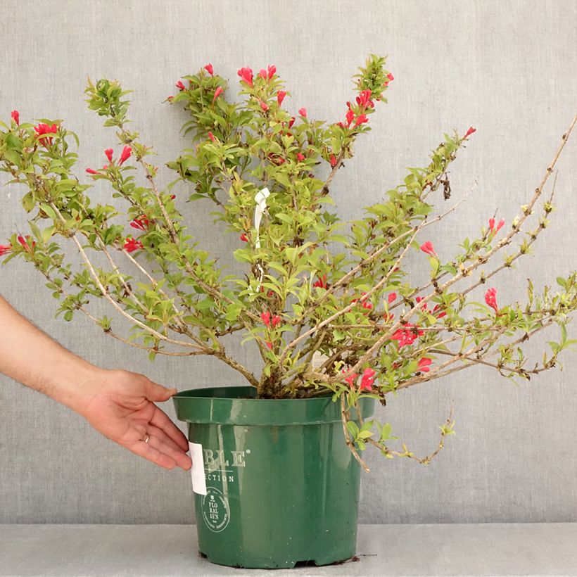 Spécimen de Weigela All Summer Red Pot de 7,5L/10L tel que livré en été