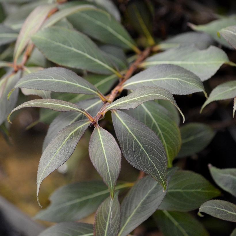 Weigela Black and White (Feuillage)