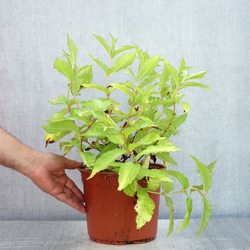 Spécimen de Weigela Briant Rubidor Olympiade Pot de 4L/5L tel que livré en été
