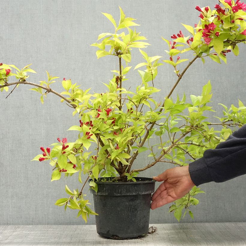 Spécimen de Weigela Briant Rubidor Olympiade - Pot de 4L/5L tel que livré au printemps