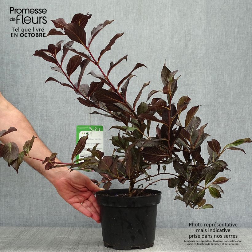 Spécimen de Weigela florida Alexandra - Weigélia Pot de 2L/3L tel que livré en automne