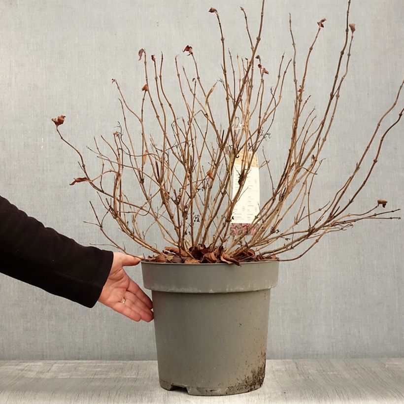 Spécimen de Weigela florida Alexandra - Weigélia Pot de 4L/5L tel que livré en automne