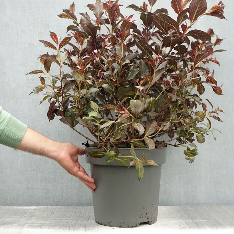 Spécimen de Weigela florida Alexandra - Weigélia Pot de 7,5L/10L tel que livré en été