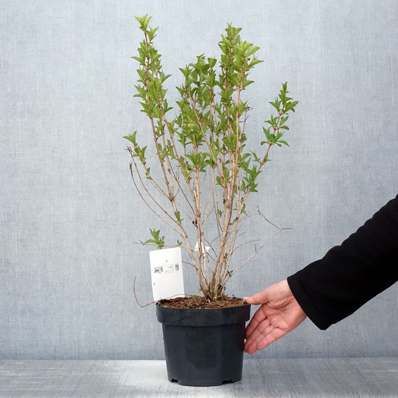 Spécimen de Weigela florida Big Love Pot de 4L/5L tel que livré au printemps