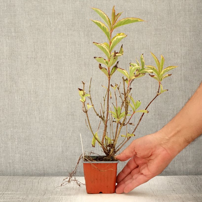 Spécimen de Weigela florida Brigela Godet de 8/9 cm tel que livré en été