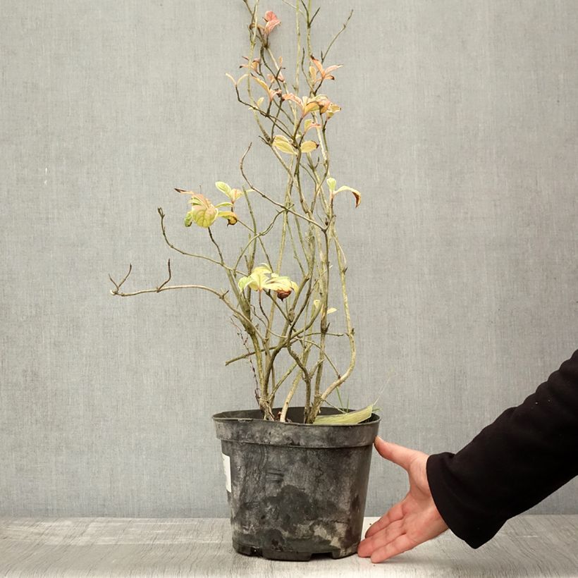 Spécimen de Weigela florida Caricature - Weigélia Pot de 4L/5L tel que livré en automne